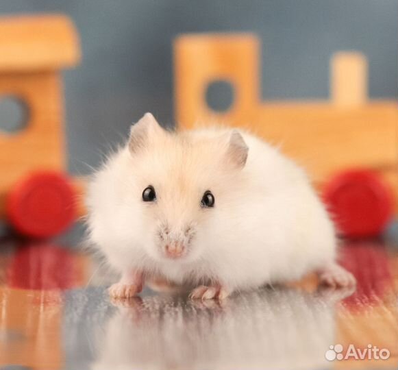 Джунгарске хомячки Приходят на имя Ручные