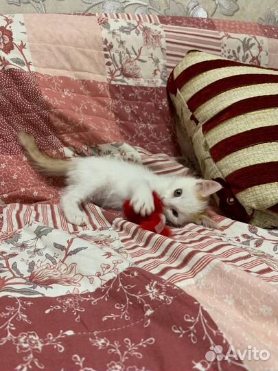 Котенок в добрые руки 3 мес