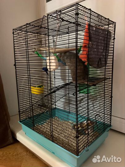 Крысы дамбо. Мальчики. Клетка