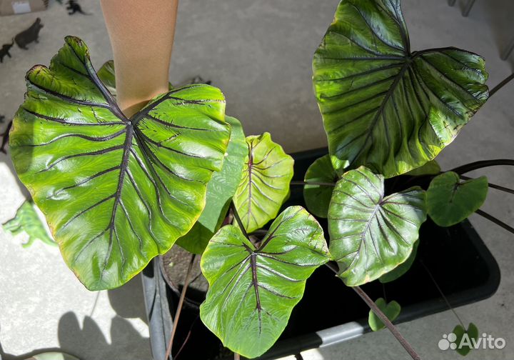 Колоказия маска фараона