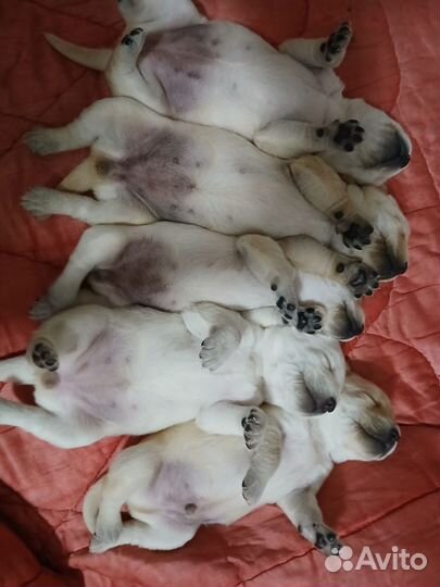 Лабрадорчики