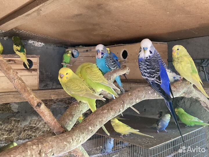 Волнистый попугай