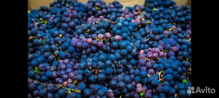 Винный виноград
