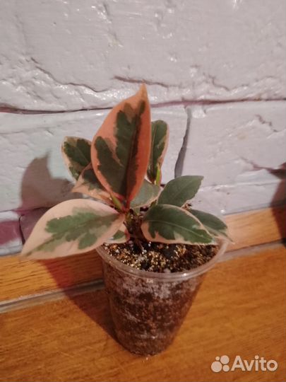 Сортовые фикусы