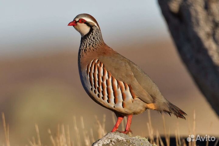 Серая куропатка и красная