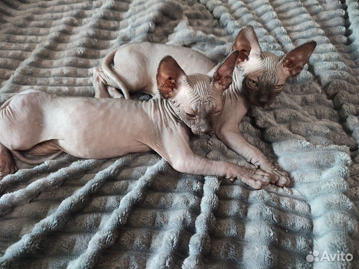 Донской сфинкс котята