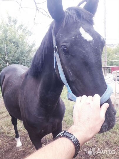 Жеребчик Сабхат