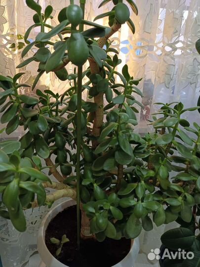 Денежное дерево