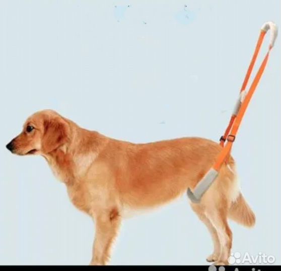 Ходунки - поддержка для собак