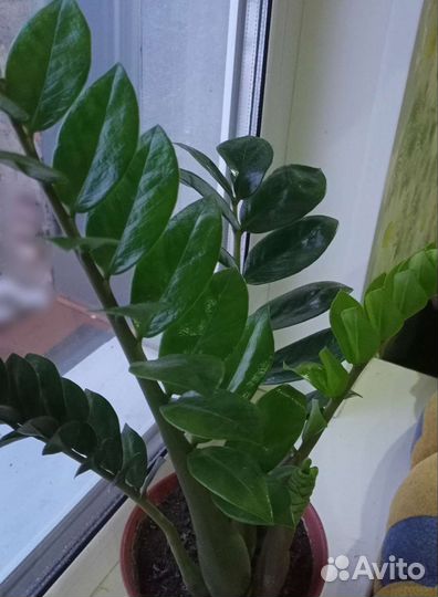 Замиокулькас