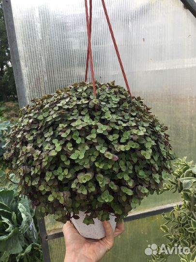 Каллизия в кашпо