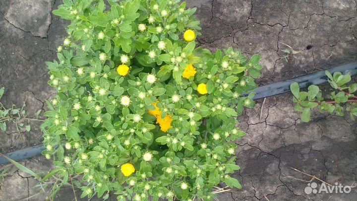 Уличные растения