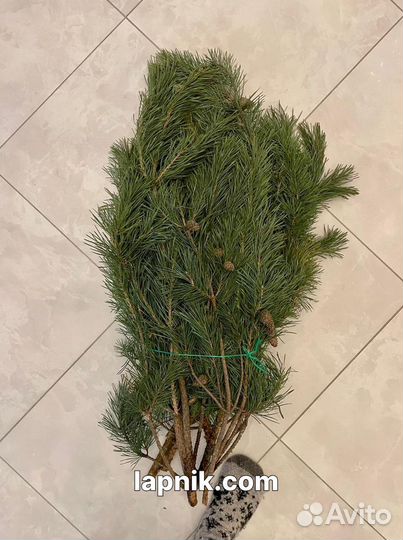 Лапник укрывной