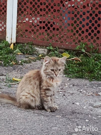 Котята в добрые руки бесплатно