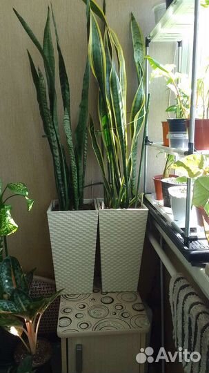 Сансевиерия зебрина и щучий хвост(тещин язык)