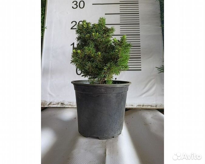 Ель канадская Alberta Globe