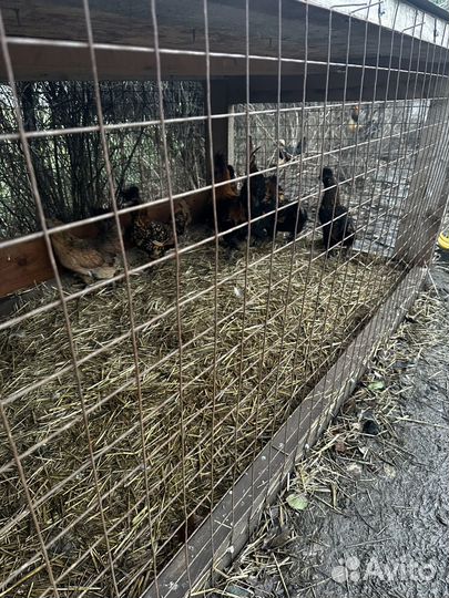 Павловские куры