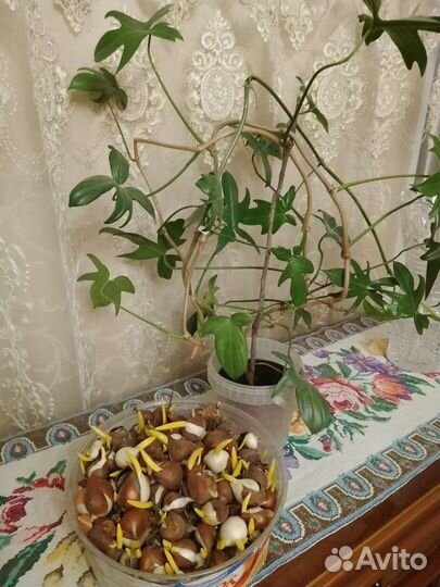 Филодендроны,луковицы тюльпанов