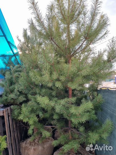 Саженцы хвойных растений