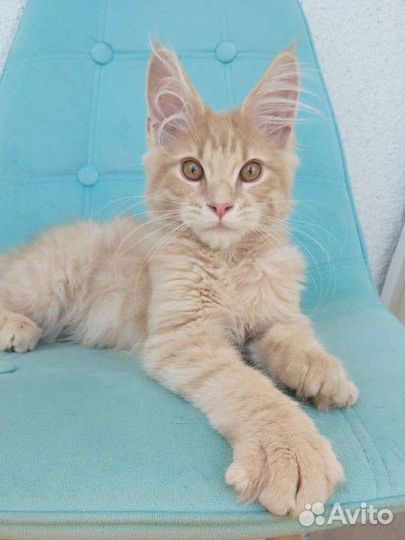 Солнечные мальчики Мейн-кун