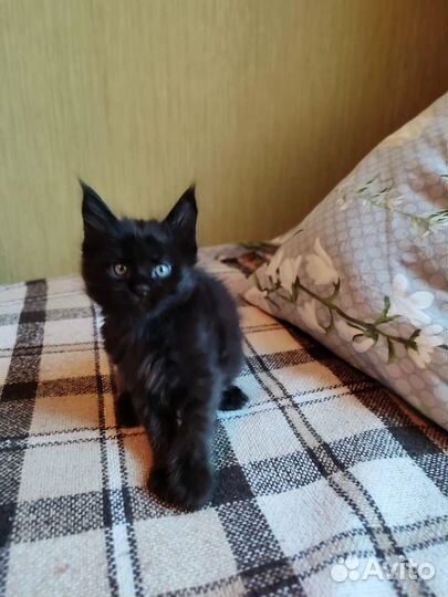 Котенок Мейн-кун девочка