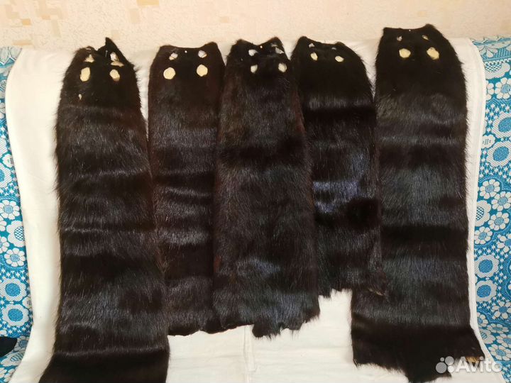 Шкурка животного ханорик