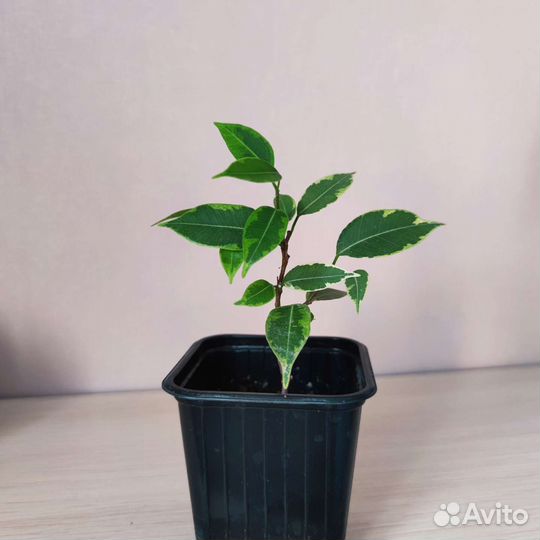 Фикус Бенджамина