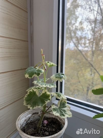 Пеларгония/герань