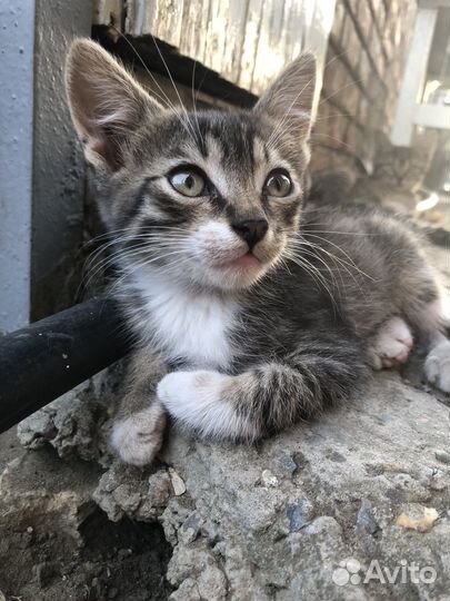 Котята пасхальные