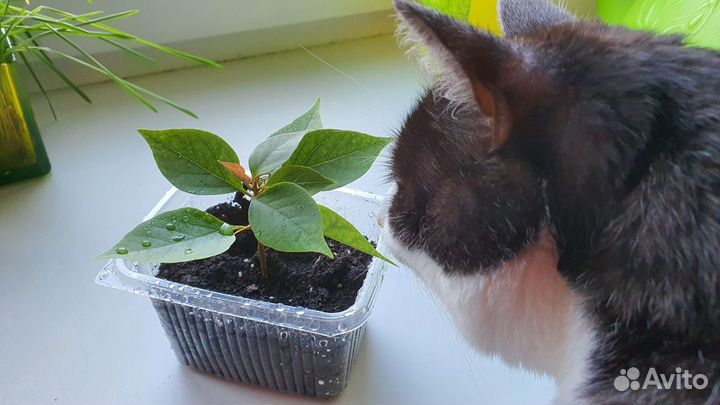 Растение Бугенвиллия