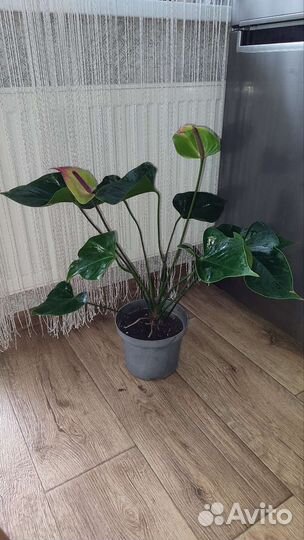 Антуриум Ягуар Грин