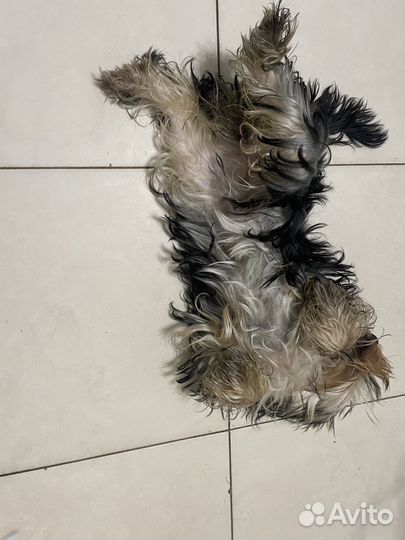 Йоркширский терьер