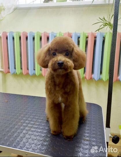 Стрижка собак и кошек, уз чистка зубов