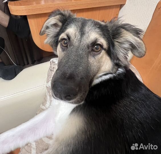 Щенок в добрые руки бесплатно