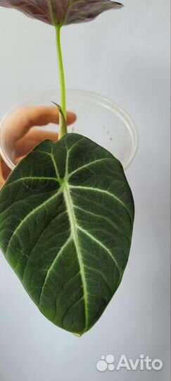 Alocasia 
