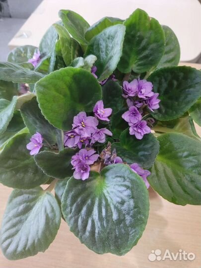 Цветущие фиалки