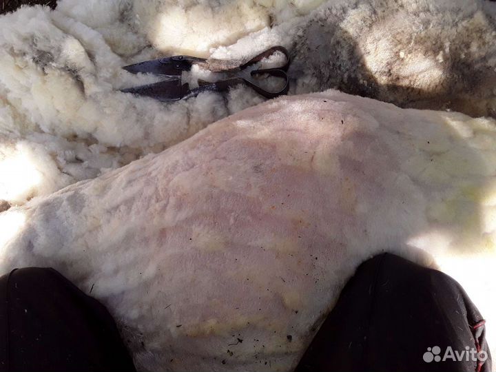 Стрижка овец