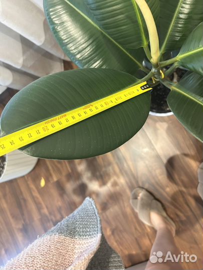 Фикус каучуковый