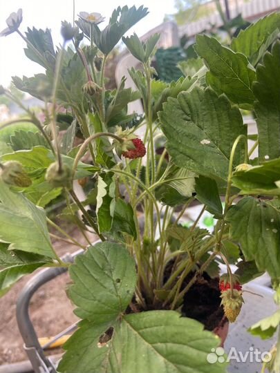 Земляника Альпийска