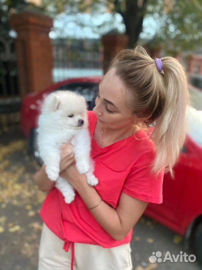 Передержка собак и кошек в домашних условиях