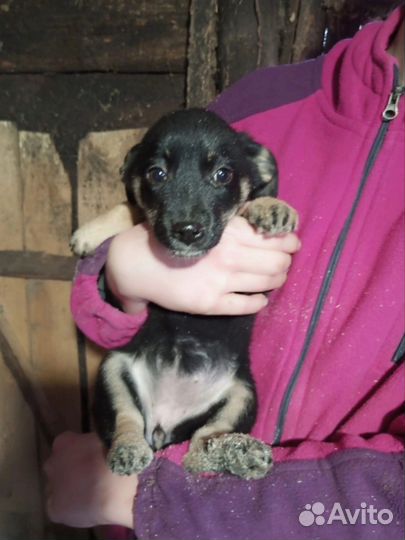 Щенки в добрые руки