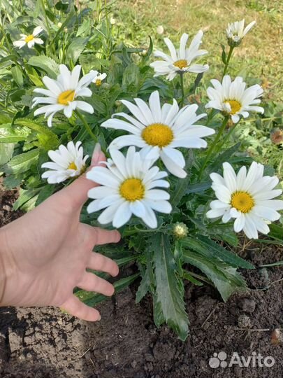 Многолетние садовые цветы