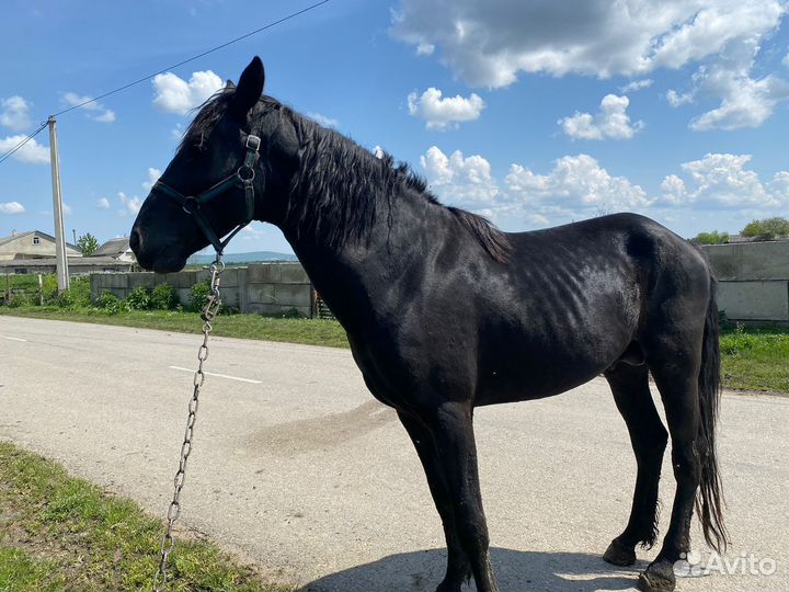 Карачаевский жеребец