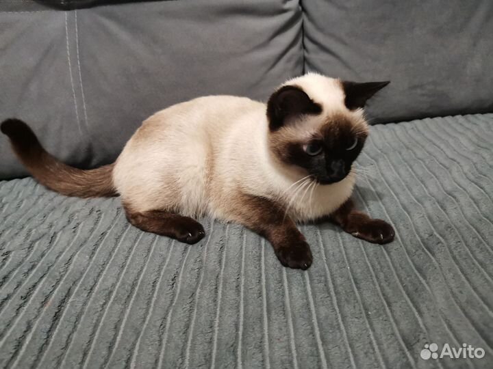 Сиамские кошка