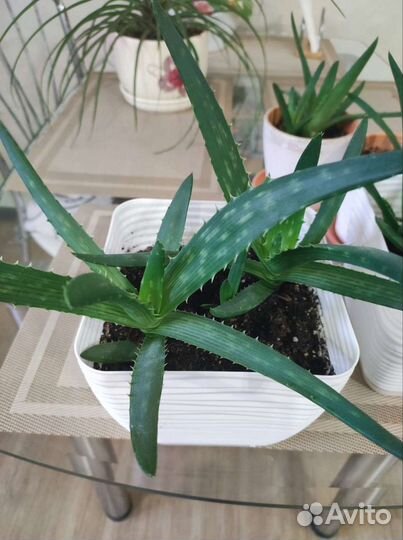 Алоэ (столетник)