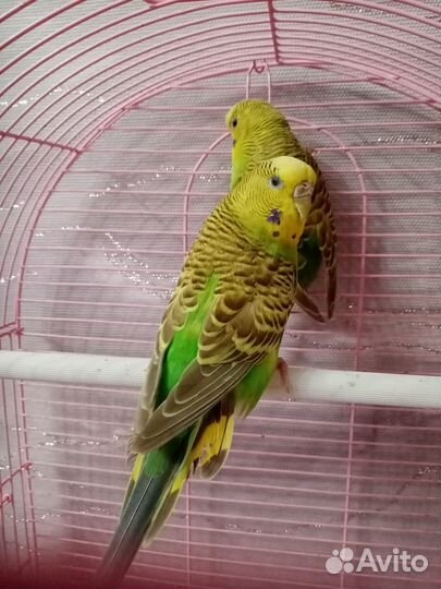 Самочки попугая получехи