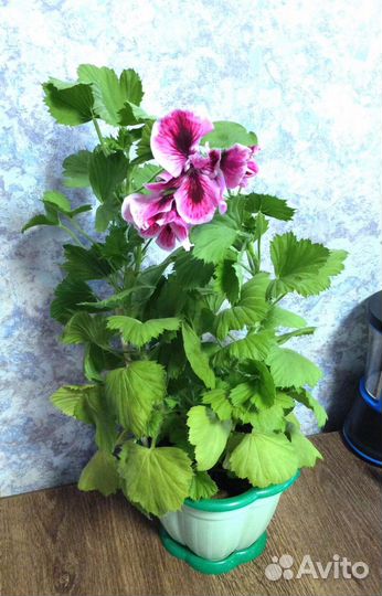 Пеларгония