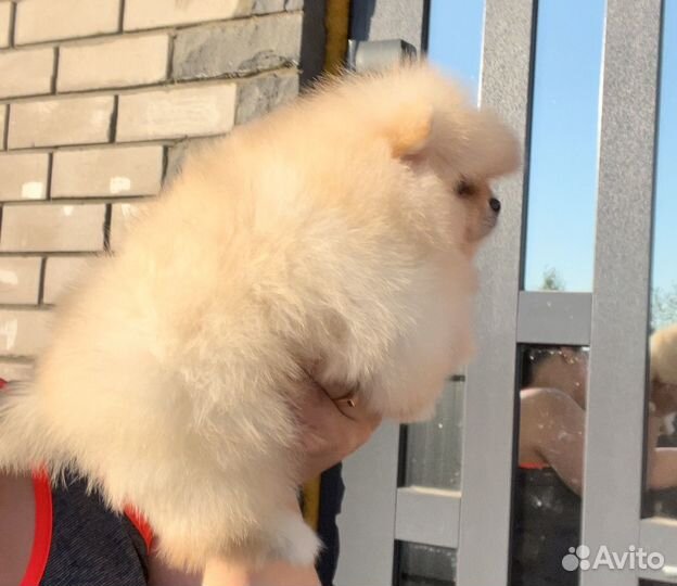 Померанский шпиц