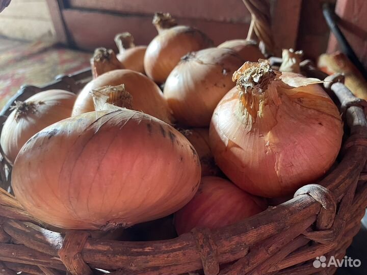 Продам лук