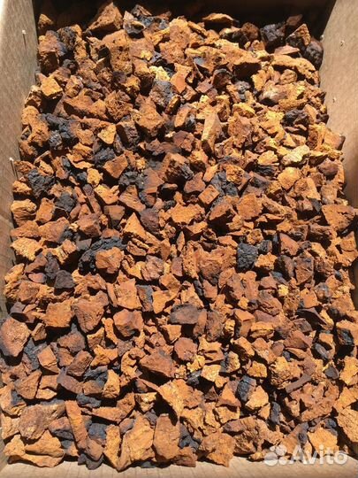 Чага для чая Лечебная целебная отвар